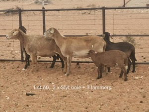 2+3X PREGNANT MEATMASTER OOI/EWE Dirk Steenkamp Meatmasters (Pay per Animal)