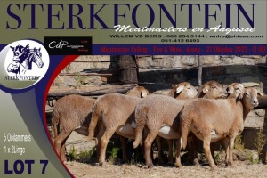 5X MEATMASTER OOI/EWE Sterkfontein Meatmasters