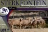 5X MEATMASTER OOI/EWE Sterkfontein Meatmasters - 2