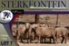 5X MEATMASTER OOI/EWE Sterkfontein Meatmasters - 3