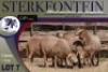 5X MEATMASTER OOI/EWE Sterkfontein Meatmasters - 4