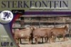 5X MEATMASTER OOI/EWE Sterkfontein Meatmasters