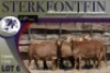 5X MEATMASTER OOI/EWE Sterkfontein Meatmasters - 3