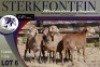 5X MEATMASTER OOI/EWE Sterkfontein Meatmasters - 4