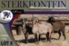 4X MEATMASTER OOI/EWE Sterkfontein Meatmasters