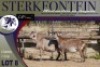 4X MEATMASTER OOI/EWE Sterkfontein Meatmasters - 2