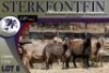 4X MEATMASTER OOI/EWE Sterkfontein Meatmasters - 3