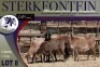 4X MEATMASTER OOI/EWE Sterkfontein Meatmasters - 4