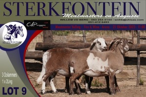 3X MEATMASTER OOI/EWE Sterkfontein Meatmasters