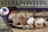 3X MEATMASTER OOI/EWE Sterkfontein Meatmasters - 2