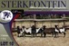 6X MEATMASTER OOI/EWE Sterkfontein Meatmasters