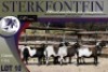 6X MEATMASTER OOI/EWE Sterkfontein Meatmasters - 2
