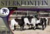 6X MEATMASTER OOI/EWE Sterkfontein Meatmasters - 3