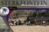 6X MEATMASTER OOI/EWE Sterkfontein Meatmasters - 4