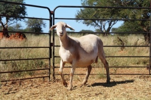1X OOI/EWE Thaba Meatmasters - Chris Barkhuizen - 076 8506726 (Highest Bidder may choose A, B or C of Lot round or take all - Pay per piece. Choice once per Lot round, Rest to take all)