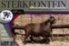 1X MEATMASTER RAM Sterkfontein Meatmasters