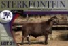 1X MEATMASTER RAM Sterkfontein Meatmasters - 3