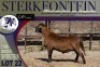 1X MEATMASTER RAM Sterkfontein Meatmasters