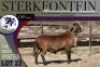 1X MEATMASTER RAM Sterkfontein Meatmasters - 2