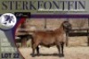 1X MEATMASTER RAM Sterkfontein Meatmasters - 3