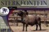 1X MEATMASTER RAM Sterkfontein Meatmasters - 3