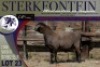 1X MEATMASTER RAM Sterkfontein Meatmasters - 4