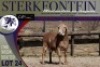1X MEATMASTER RAM Sterkfontein Meatmasters