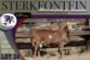 1X MEATMASTER RAM Sterkfontein Meatmasters - 2