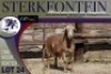 1X MEATMASTER RAM Sterkfontein Meatmasters - 3