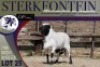 1X MEATMASTER RAM Sterkfontein Meatmasters
