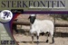 1X MEATMASTER RAM Sterkfontein Meatmasters - 2