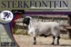 1X MEATMASTER RAM Sterkfontein Meatmasters - 4