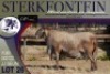 1X MEATMASTER RAM Sterkfontein Meatmasters
