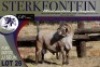 1X MEATMASTER RAM Sterkfontein Meatmasters - 2