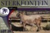 1X MEATMASTER RAM Sterkfontein Meatmasters - 3
