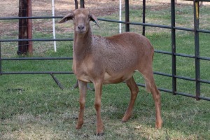 1X OOI/EWE B3 Genetics - Charles Freeme - 074 207 0007 (Highest Bidder may choose A, B, C or D of Lot round or take all - Pay per piece. Choice once per Lot round, Rest to take all)