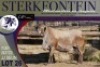 1X MEATMASTER RAM Sterkfontein Meatmasters - 4