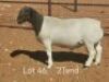 1X STUD DORPER RAM Dirk Steenkamp Dorpers