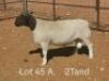 1X T5 DORPER RAM Dirk Steenkamp Dorpers