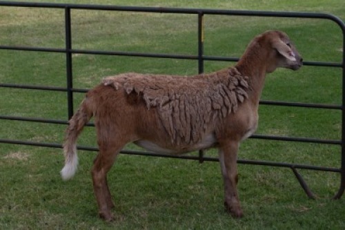 1X OOI/EWE B3 Genetics - Charles Freeme - 074 207 0007
