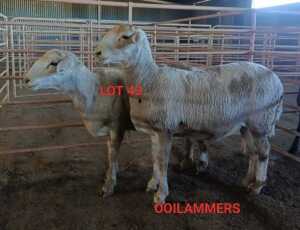 2X MEATMASTER OOI/EWE CONSENTVLEY MEATMASTERS (Betaal per dier)