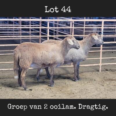 2X MEATMASTER OOI/EWE DRIEKOP MEATMASTERS (Betaal per dier)