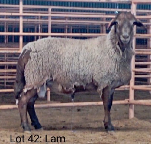1X MEATMASTER RAM THERONJE MEATMASTERS