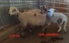 3X MEATMASTER OOI/EWE CONSENTVLEY MEATMASTERS (Betaal per dier)