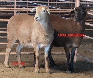 2X MEATMASTER OOI/EWE OSVLEY MEATMASTERS (Betaal per dier)