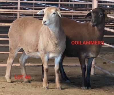 2X MEATMASTER OOI/EWE OSVLEY MEATMASTERS (Betaal per dier)