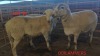 3X MEATMASTER OOI/EWE CONSENTVLEY MEATMASTERS (Betaal per dier)