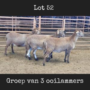 3X MEATMASTER OOI/EWE DRIEKOP MEATMASTERS (Betaal per dier)