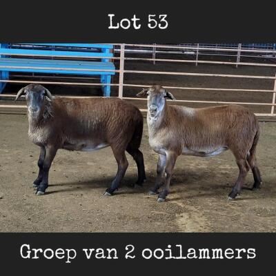 2X MEATMASTER OOI/EWE DRIEKOP MEATMASTERS (Betaal per dier)