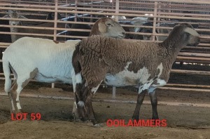 2X MEATMASTER OOI/EWE OSVLEY MEATMASTERS (Betaal per dier)